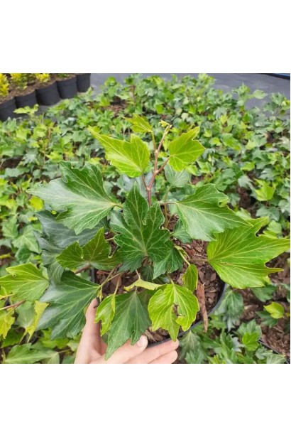 Плющ Грін Ріпл в горщику 3 л